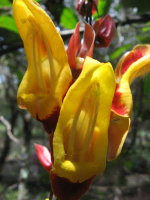 Big wide mouthed Hi!