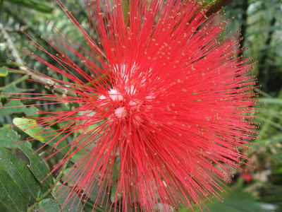 Flowers from Yercaud