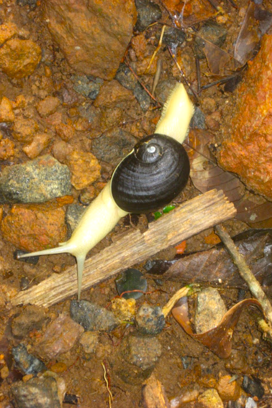 land snail Vythiri resort