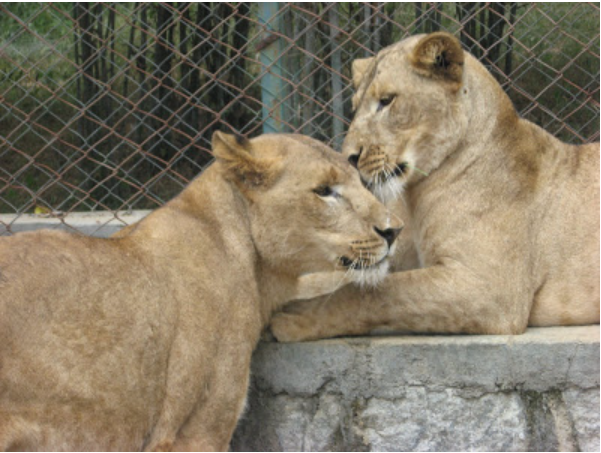 lions in Bannerghatta National Park