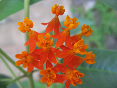 Orange Dancing Fairies